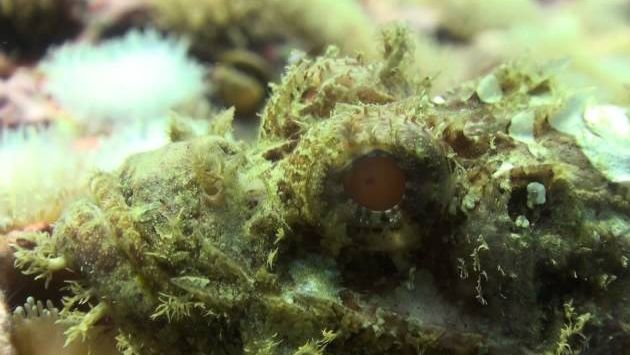 Май, Тайланд: Diving Thailand Sail Rock 13 May 2014  Underwater video