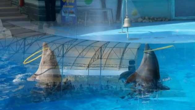 Дельфинарий Немо в Феодосии