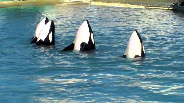 Август во Франции: Orques et dauphins de Marineland Antibes