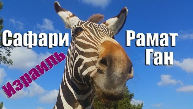 Сентябрь, Израиль: Зоопарк "Сафари" Рамат Ган. Израиль