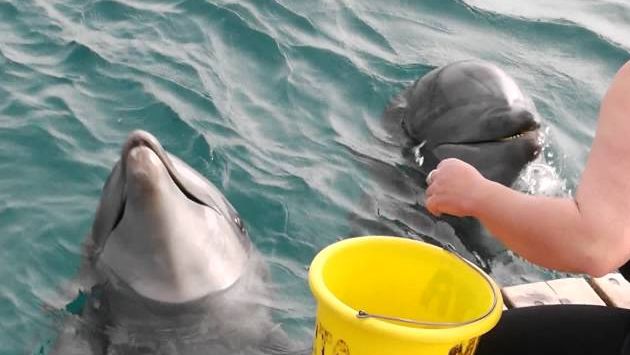 Эйлат, Март: Eilat - dolphins
