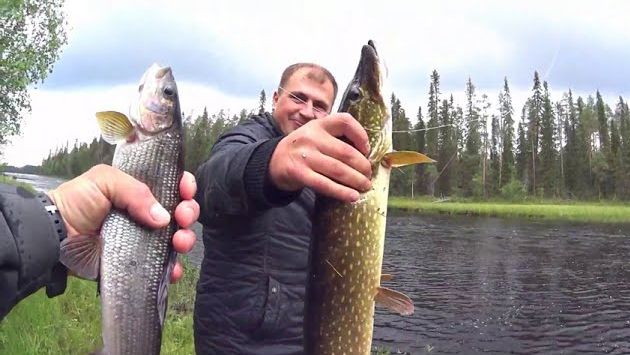 Карелия,хариус,ручьевая форель,кумжа