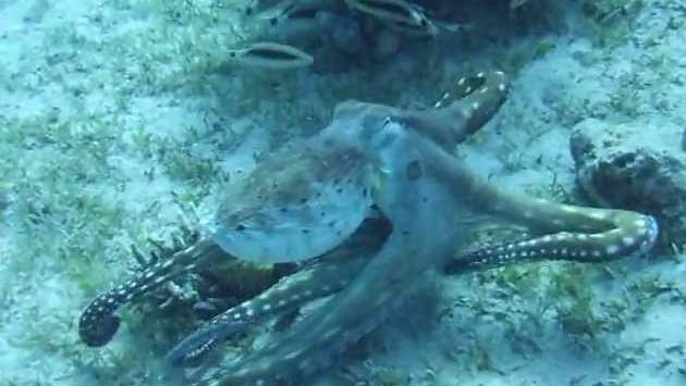 Январь, Израиль: Diving with an octopus in Red Sea, Eilat