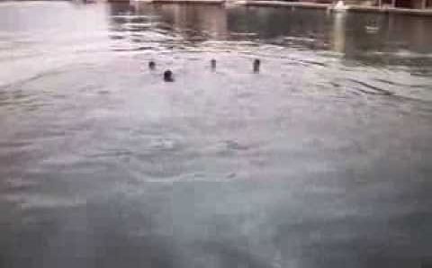 Корфу: Jumping for the Cross, Epiphany, Kassiopi Corfu 2014