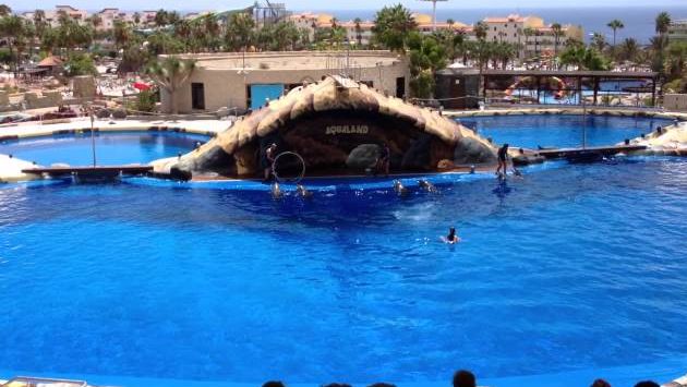 Март на Тенерифе: Dolphin show 2/3  Aqualand Costa Adeje Tenerife 08/2012.avi