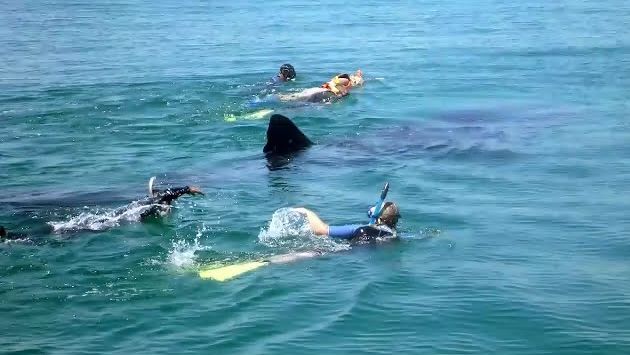 Мексика в июне: FT2: Swimming with Whale Sharks in Cancun, june 2010..m2ts