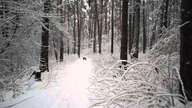 Ноябрь: Первый снег 2015 года. Новосибирск. 22.11.2015. Сосновый Бор