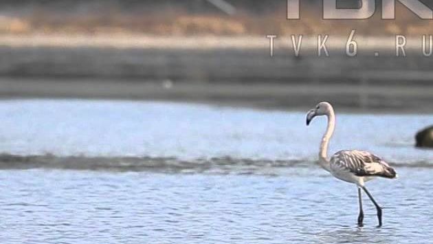 Розовый фламинго прилетел в Красноярск в ноябре