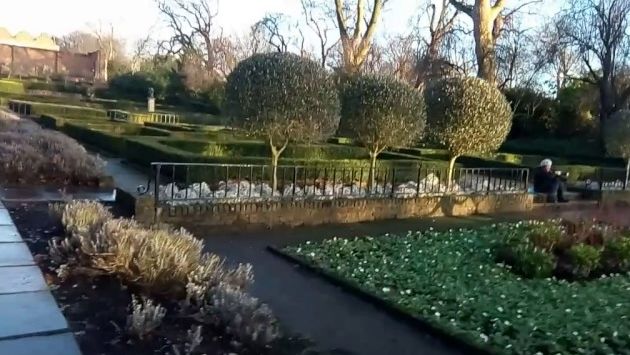 Лондон. Холланд Парк. Счастье. Цветы в январе.