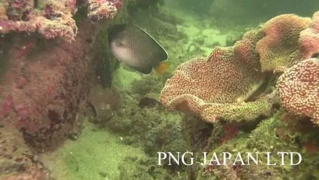 Шри-Ланка в апреле: Diving at Trincomalee SRI LANKA