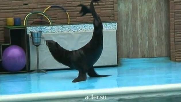 Сочи: Шикарное представление в дельфинарии в Адлере