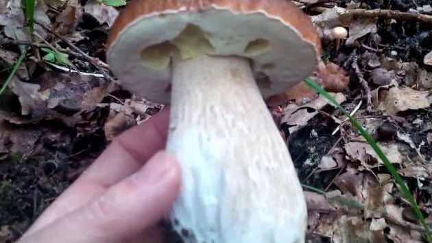 Сентябрь, Чехия: Mushroom porn