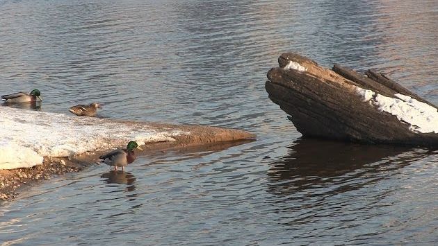 Москва, Январь: Rusia real. Invierno en el río Moscú. Real Russia. Winter on the Moscow River. Зима на  Москва-реке.