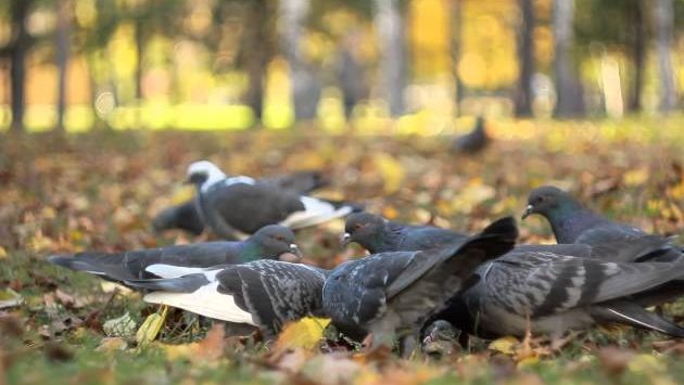Новосибирск в октябре: Осень золотая - Новосибирск