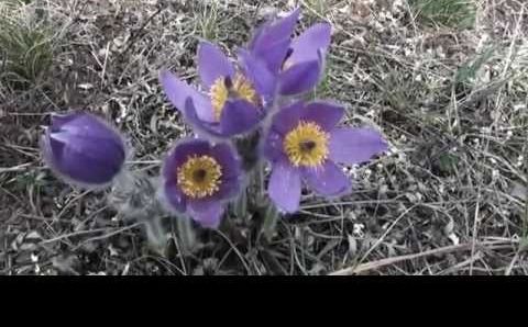 Апрель, Крым: Шагая по подснежникам к морю - поход по горам Крыма