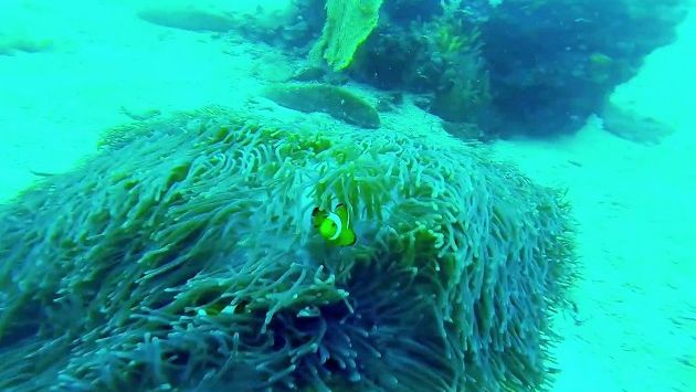 Ноябрь, Пхукет: Copy of Phuket Diving - Nov 2013