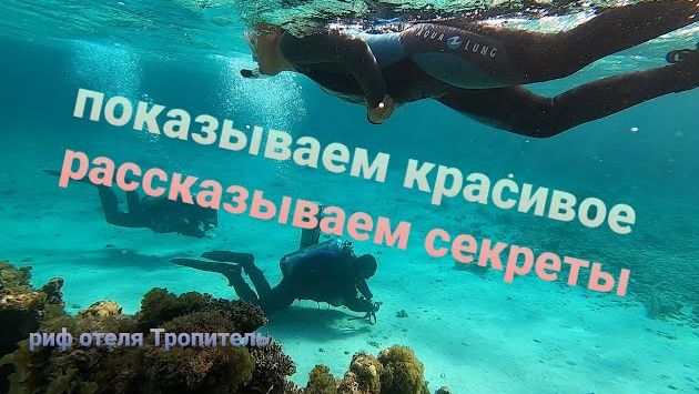 Подводный мир рифа отеля Тропитель, Дахаб 2021 / Snorkeling Tropitel #dahab