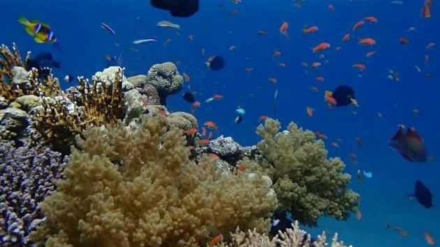 Июнь в Эйлате: Дайвинг в Эйлате