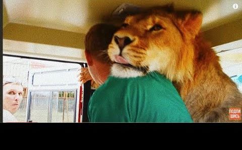 Лев заходит в автобус ПООБЩАТЬСЯ с ЛЮДЬМИ! Unforgettable Safari with lions