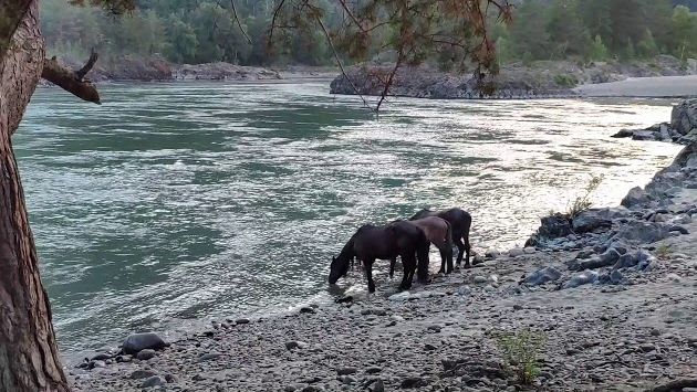 Три прекрасных дня на Алтае, июнь 2020