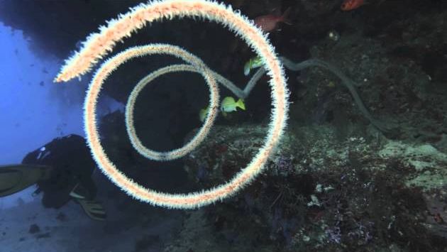 Ноябрь: Maldives nov 2013