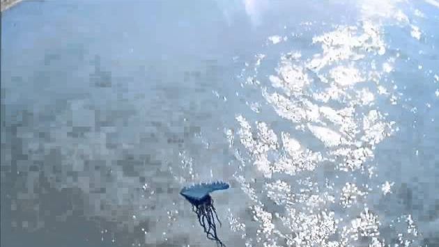 Куба Варадеро Португальский Кораблик