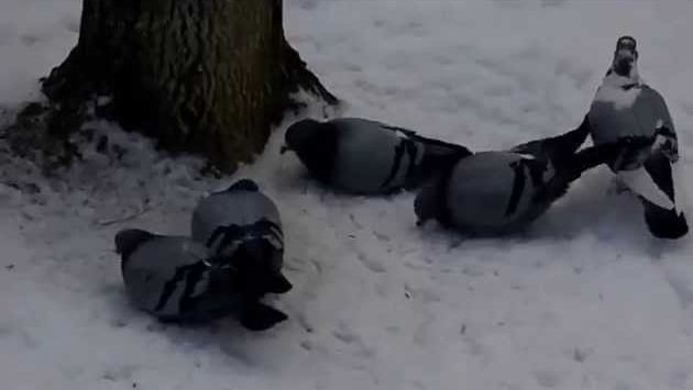 Пятигорск: Зимний Пятигорск