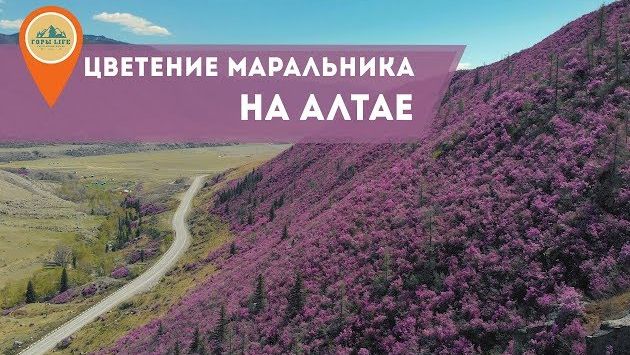 Апрель на Горном Алтае: Цветение Маральника на Алтае. Где посмотреть? Когда поехать?