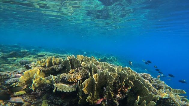 риф the three corners fayrouz plaza beach resort 5* (марса алам)