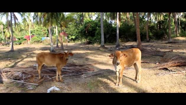 Самуи, Май: Koh Samui 2014