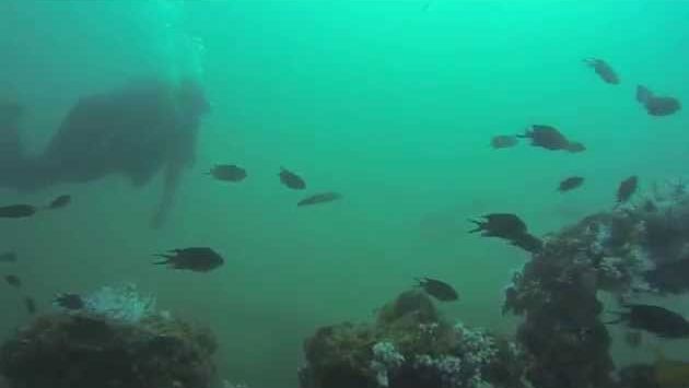 Май в ОАЭ: scuba diving in fujairah with alboom diving center 15-5-2014