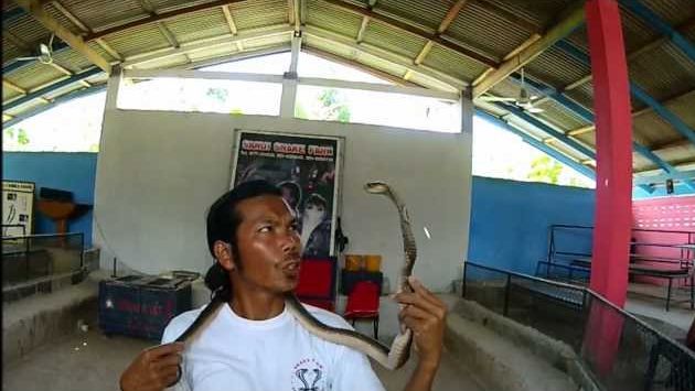 Январь, Самуи: Snake Show - Koh Samui - Thailand