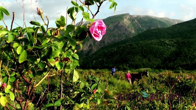 Май в Болгарии: Alteya Organics - Rose Harvest