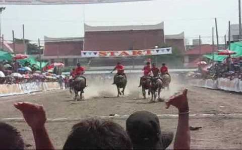 Паттайя в октябре: Chon Buri Thailand Buffalo Racing