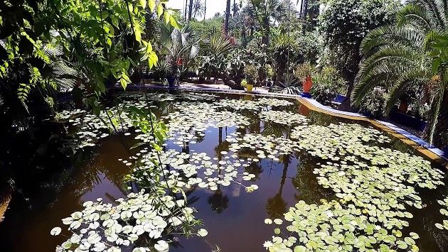 Марокко, Июнь: The wonderful Jardin Majorelle @ Marrakech! June 2017