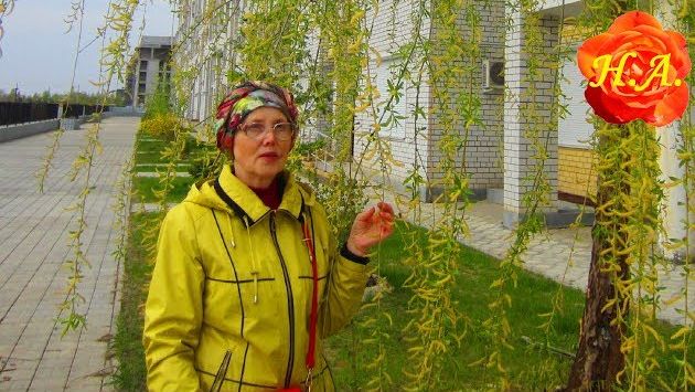 Весна в городе Конец апреля Волгоград