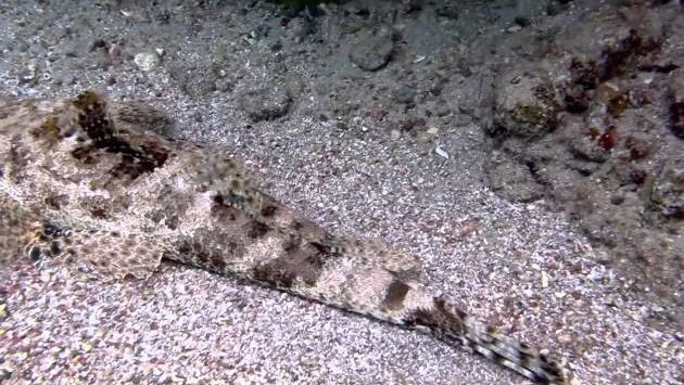 Израиль в марте: Diving in Eilat, March 2012