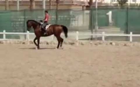 Декабрь: Martin Schaudt in Edelweiss Equestrian Center