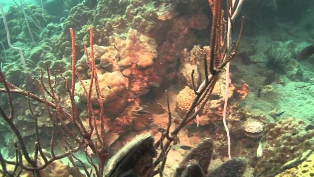 Тайланд в декабре: December Koh Mak dive