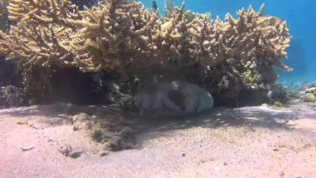 Май, Эйлат: Eilat Diving May 2013