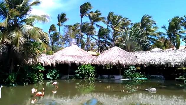 Розовые Фламинго в Доминикане (видео 1), апрель 2012 года