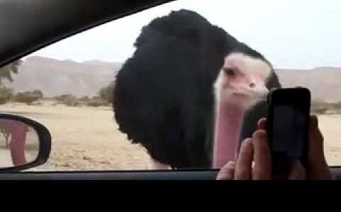Декабрь в Эйлате: Israel Ostrich on Hai Bar, pt 1