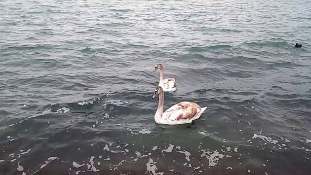 Евпатория, утро, 7 ноября 2017