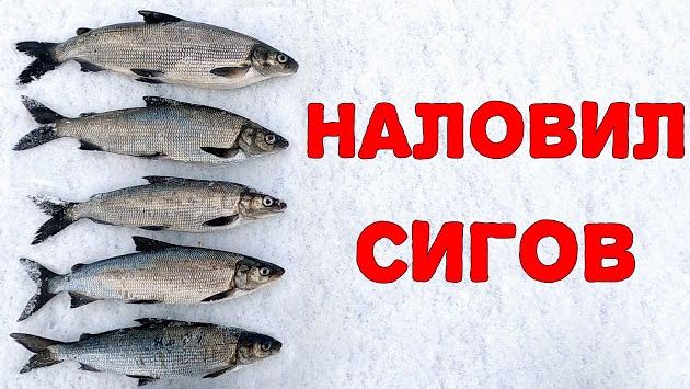 Ловля сига на Онежском озере зимой. Рыбалка в Карелии