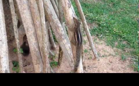 Шри-Ланка. Май 2012. Часть 2