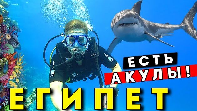Встретил АКУЛУ в Египте 2025! ОПАСНЫЙ отдых? Дайвинг в Шарм эль Шейхе, Рас Мохаммед