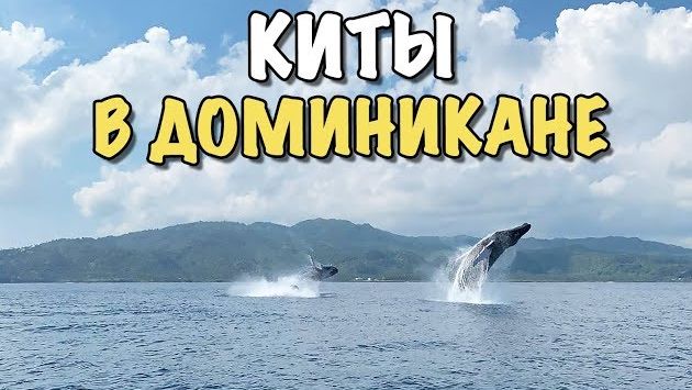 Влог: Горбатые КИТЫ в Доминикане | Кит возле лодки | Гиганты нашей планеты
