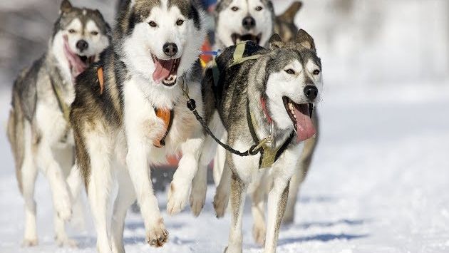 Финляндия в феврале: Winter fun: Husky ride / dog sledding in Finland [4K]