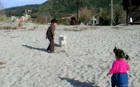 Январь, Италия: Ascea Marina, Salerno Province, Italy | kids &amp; dog playing at the beach