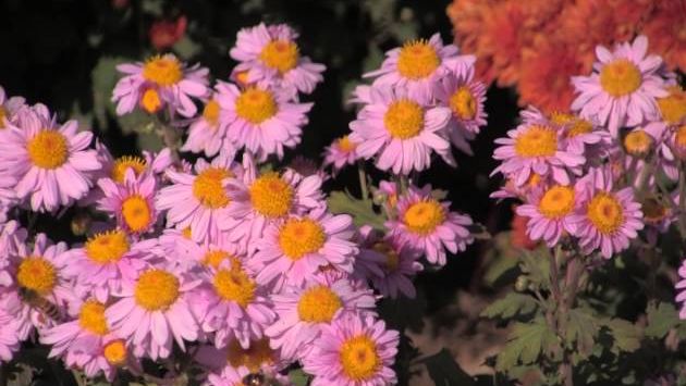 Крым, Октябрь: F.Papetti - SleepyShores, БАЛ ХРИЗАНТЕМ.  Ялта 2012г.